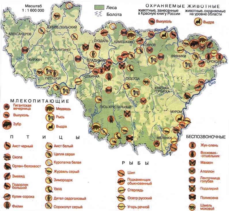Зоогеографическая карта ивановской области